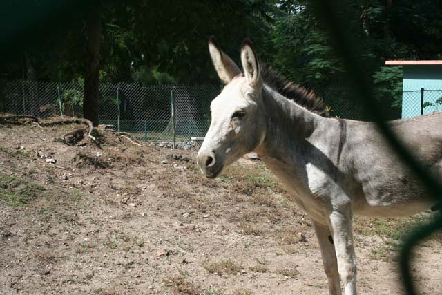 A donkey just outside the zoo.