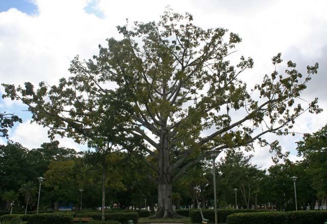 A magnificent tree in the <em>Parque Casino Campestre</em> in Camagüey.