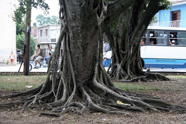 Interesting roots in Camagüey.