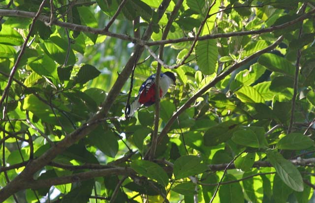 The <em>Tocororo</em> or <em>Cuban Trogon</em> - the national bird, seen near Camagüey. The belly is the same red as on the Cuban flag.