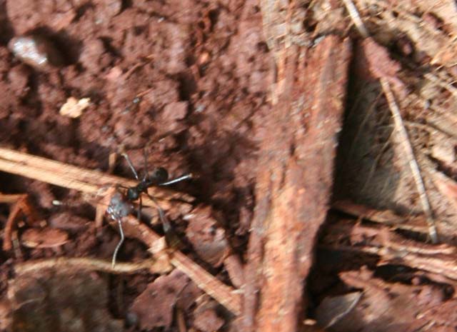 A <em>bibijaiva</em> - similar to a termite.