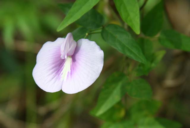 A very delicate orchid.