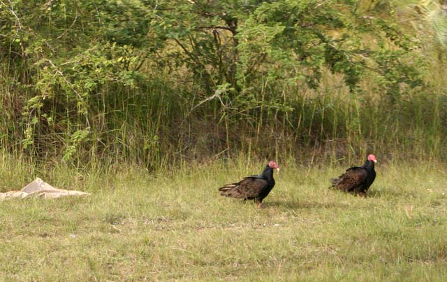 Vultures beside the road near Camagüey.
