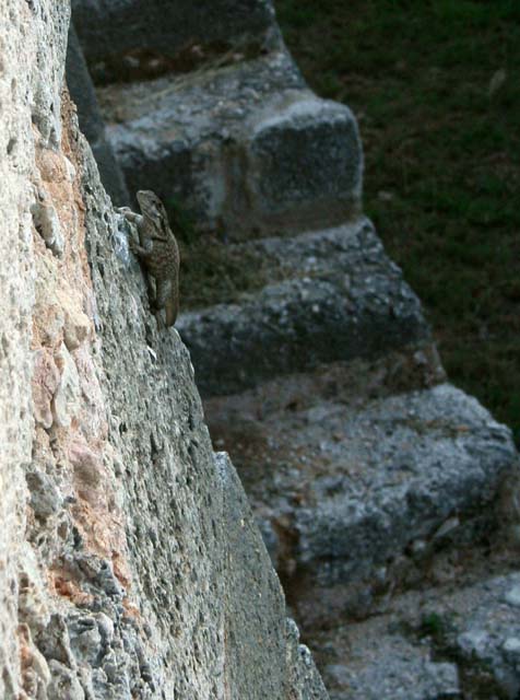 One of the small iguanas that inhabit the fort.