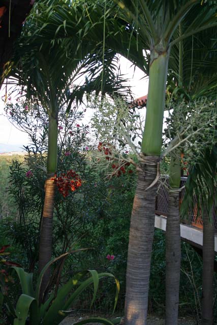 Small, fruiting royal palms near <em>El Castillo del Morro.</em> The fruits are apparently not edible.
