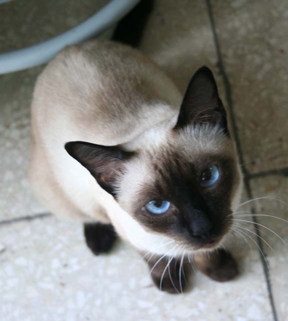 Linda, one of the three Siamese cats where we stayed in Santiago.