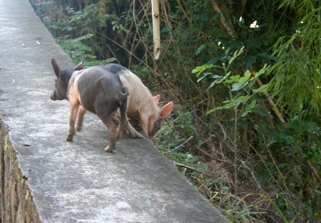 Frisky piglets by the road on the way up to the <em>Gran Piedra,</em> near Santiago.