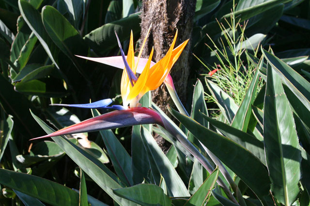 Bird of Paradise <em>(strelitzia)</em> flowers in the Baconao park near Santiago.