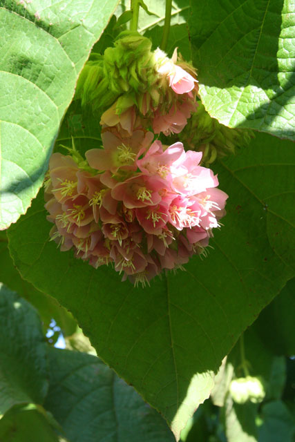 The <em>Pompeia</em> with its pink powder puff of flowers in the Baconao park.