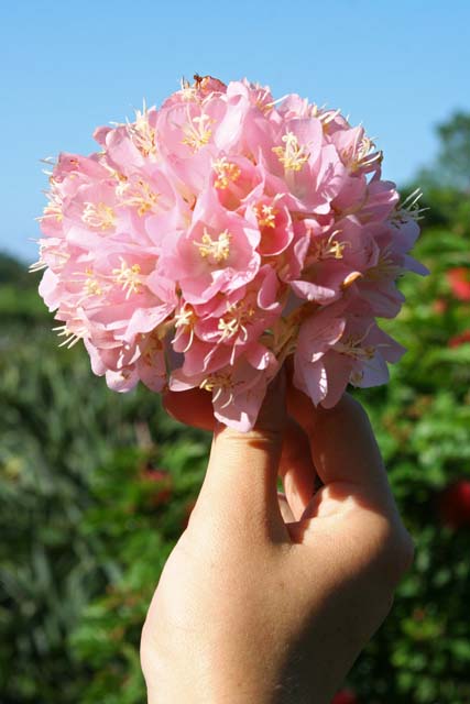 The <em>Pompeia</em> again.