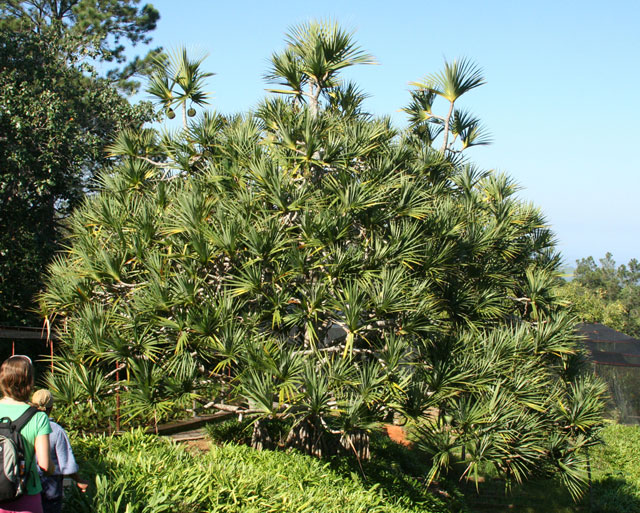 A <em>Pandanus</em> tree from Africa near Santiago - note the hanging balls of fruit at the top.