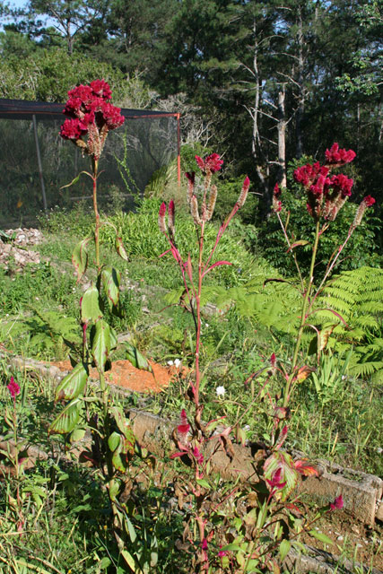 A <em>Tesseoperro</em> in the Baconao park.