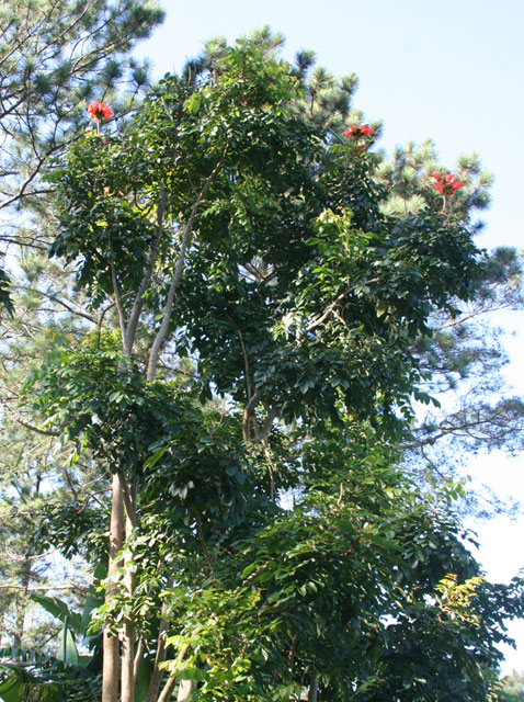 African tulip tree, <em>Spathodea campanulata.</em>