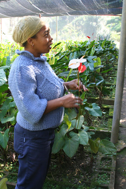 Our friendly and knowledgeable guide holding an <em>anthurium</em> flower.