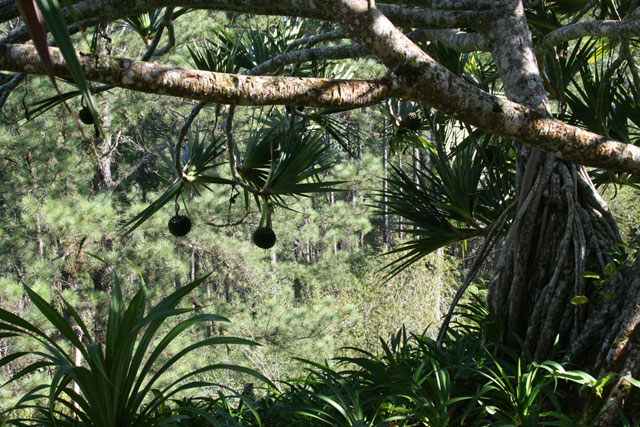 The <em>Pandanus</em> again, with its hanging fruits.