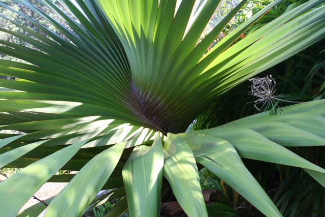 A <em>Pandanus</em> leaf, which the French used for wrapping coffee.