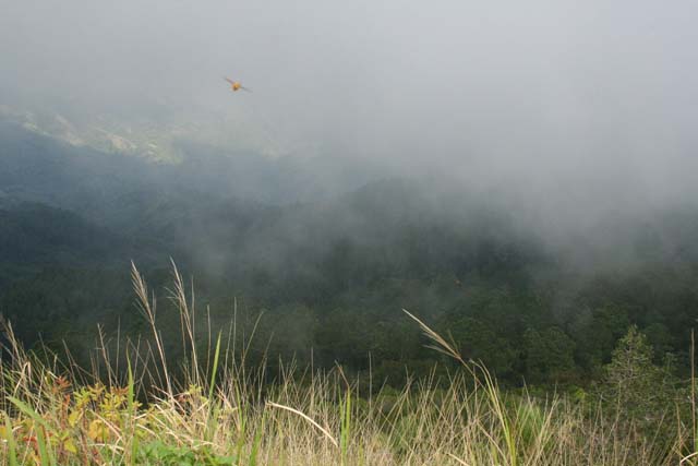 A large bee-like insect (which can apparently give quite a nasty bite) with the mist closing in.