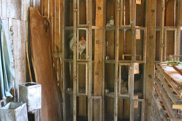 Where the cocks are kept.