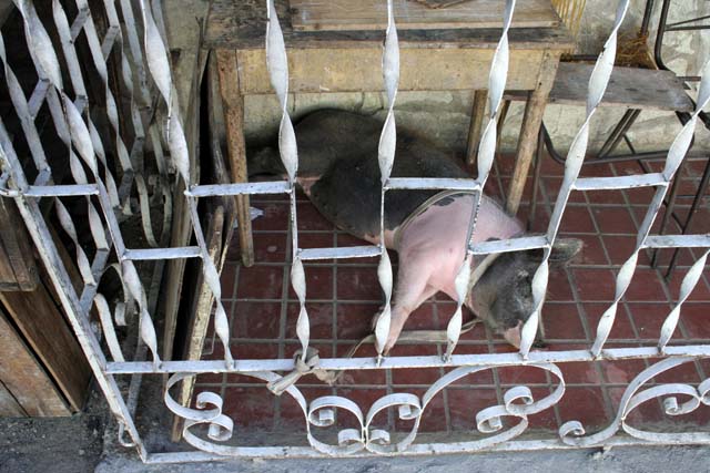 Is this pig, tethered at the front of the house, a pet, or being fattened up to eat?