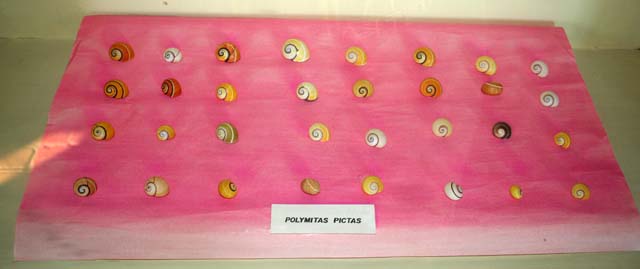 A collecion of brightly coloured <em>polimita</em> snail shells in the local history museum at Baracoa.