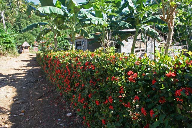 An <em>isora</em> hedge with red flowers.