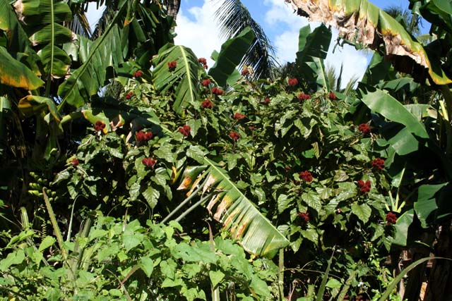 These <em>achiote</em> pods, seen near Baracoa, contain red seeds which can be used for a dye.