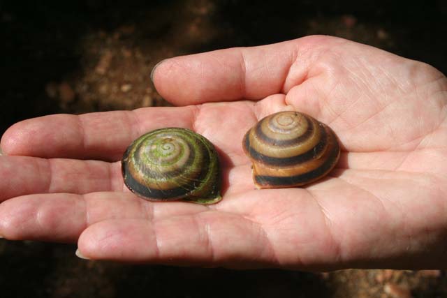 Tree snails (not <em>polimita</em>) near Baracoa.