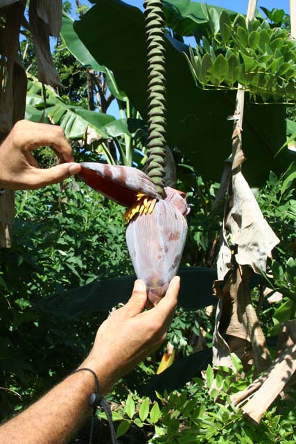 A banana flower, showing tiny bananas growing near Baracoa.