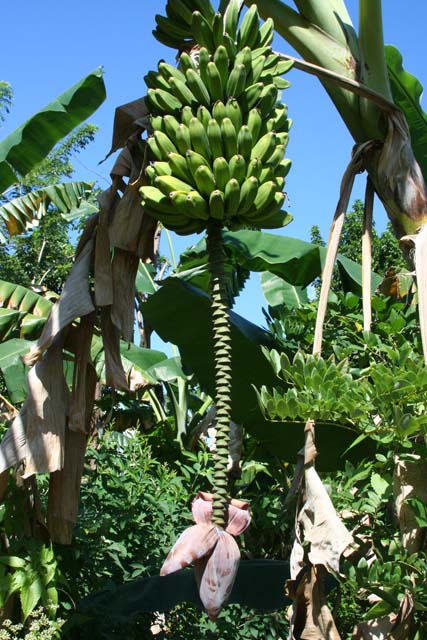 The flower hanging below a large hand of mature bananas.