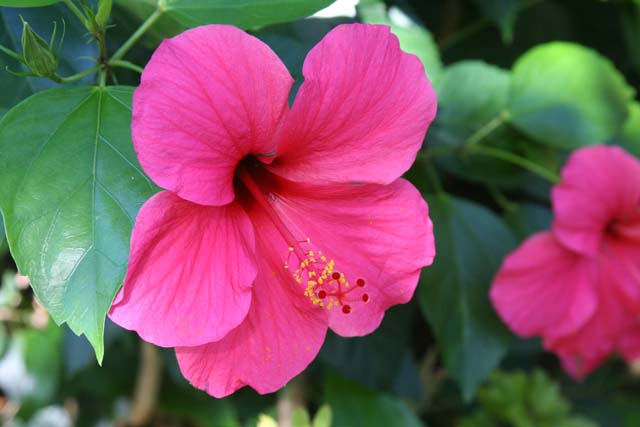 A magnificent hibiscus flower in Raudeli Delgado's garden near Baracoa..