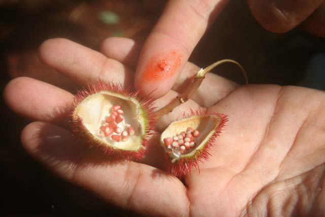 A pod of <em>achiote</em> seeds, which are used for a red dye, in Raudeli Delgado's garden near Baracoa.