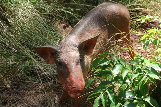 One of the pigs in Raudeli Delgado's garden near Baracoa.