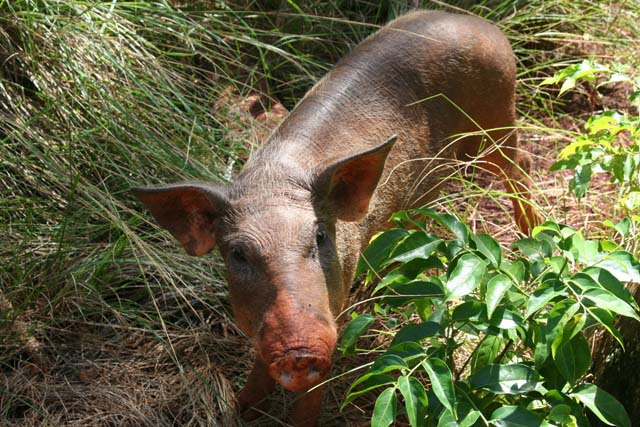 One of Raudeli's pigs.