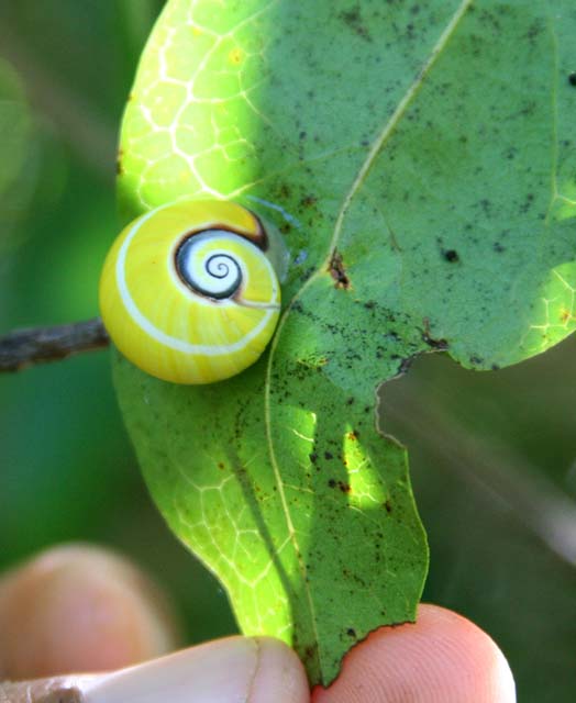 A <em>polimita</em> snail on a leaf.