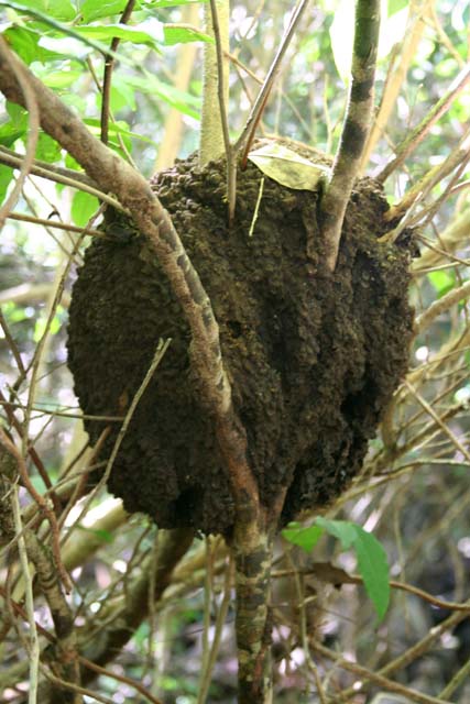 A large <em>bibijaiva</em> nest near Baracoa.