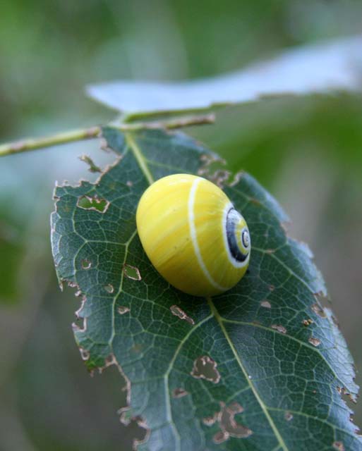 A <em>polimita</em> snail on a leaf.