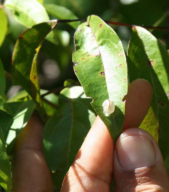 A tiny white <em>polimita</em> snail on a leaf.