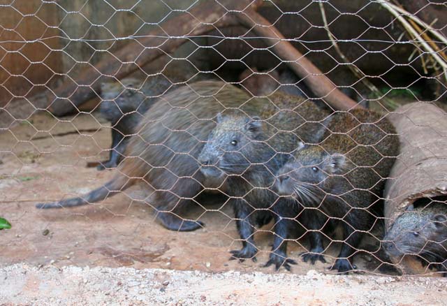 Raudeli's <em>jutías</em> (tree rats) in their cage.