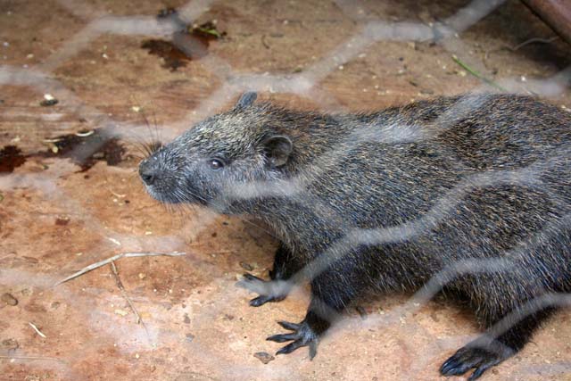 A <em>jutía</em> - tree rat - Cuba's largest land mammal, in Raudeli Delgado's garden near Baracoa.