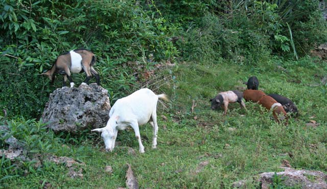 Goats and pigs foraging near the beach.