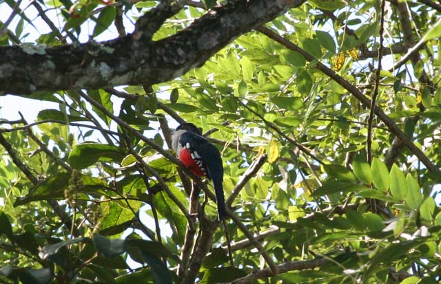 The <em>Tocororo</em> or <em>Cuban Trogon</em> - the national bird, seen near Baracoa.