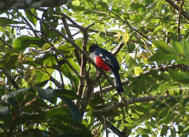 A <em>Tocororo</em> spotted in the Humboldt National Park.