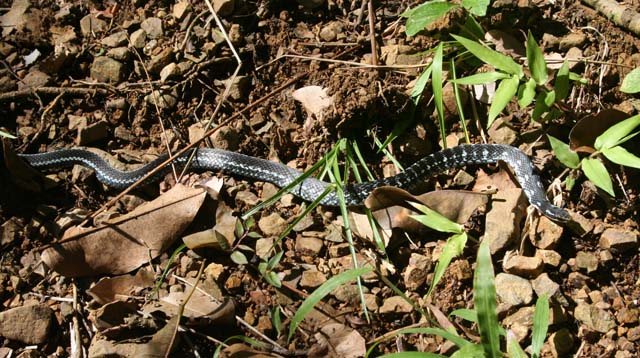 A small snake near Baracoa, harmless... we think.
