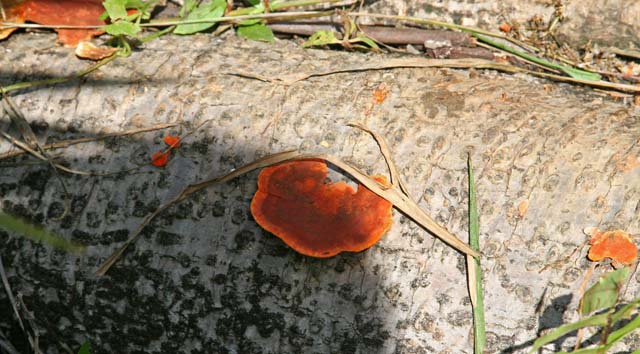 A striking orange tree fungus.