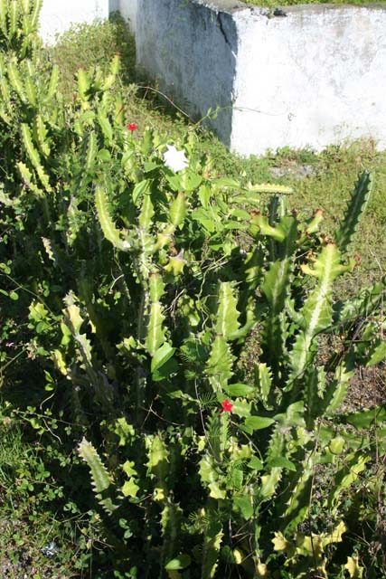 A euphorbia hedge with a few flowers.