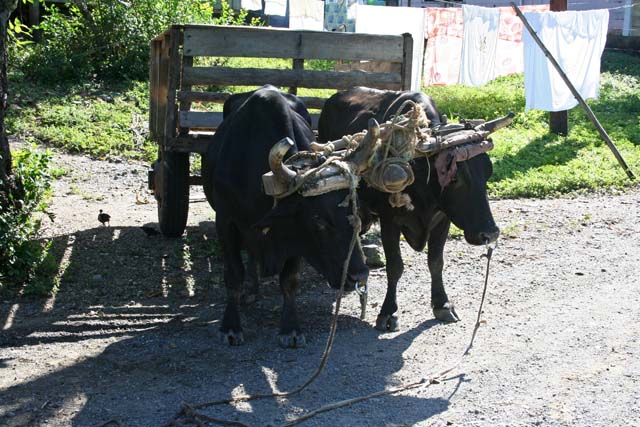 The same bullock cart.