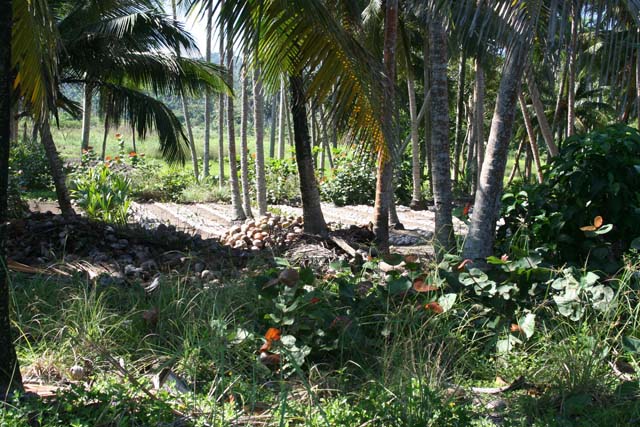 A heap of coconuts left out to dry.
