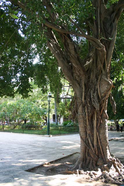 A tangle of tree and plants in Habana Vieja.
