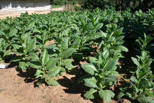 A field of tobacco plants.