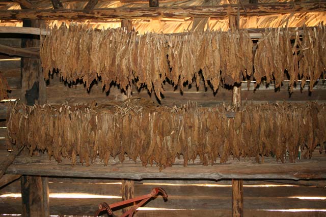 Tobacco leaves hanging up to dry.
